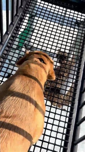 Puppy trains to overcome " visual cliff" illusion.