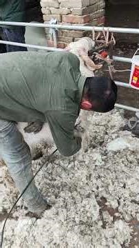 Shear sheep while standing #sinleshearing #shearing #sheepshearing #sheepfarmer #shearingtools