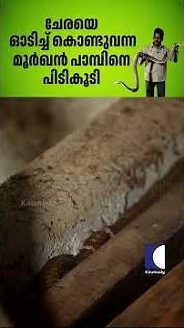 ചേരയെ ഓടിച്ച് കൊണ്ടുവന്ന മൂർഖൻ പാമ്പിനെ പിടികൂടി #cobrasnake #vavasuresh #rescue #snake