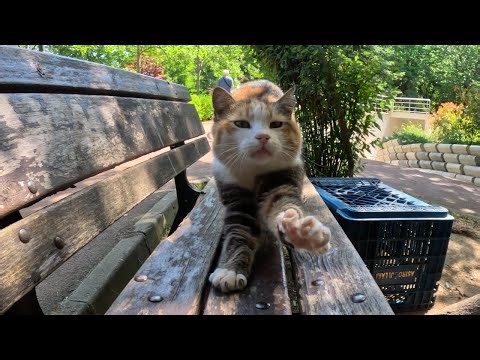 Stray cat was so happy that a human paid attention to her