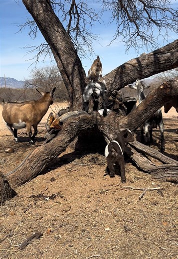 Play time #fyp #nigeriandwarfgoat #goat #farmanimal #goatsoftiktok #farmlife #goatsclimbing #babygoats #tinypetgoat #babyanimals #cutebabygoats #babygoatsoftiktok #farmanimals #treeclimbing