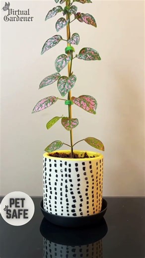 Plants That Change Color With Sun and Heat