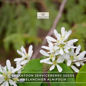 Saskatoon Serviceberry Seeds – Amelanchier Alnifolia (edible, Hardy, Fall Color) - Etsy