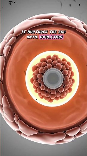 Human Egg Cell Development Explained