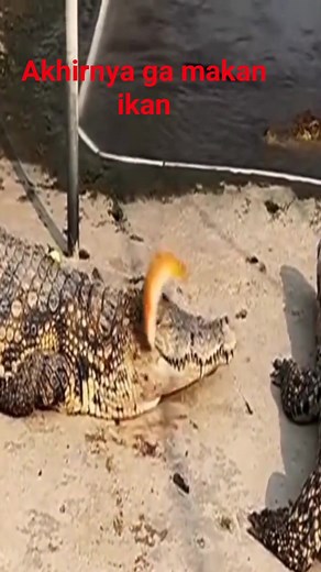 Buaya ini menyelamat ikan #buaya #ikan #buayadarat #reels | Ovix M