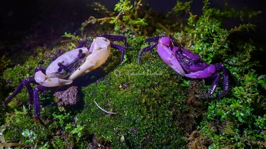 Rare purple Princess crabs appear in Thailand national park
