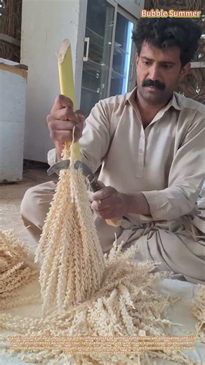 Culture du palmier dattier : récolte des enveloppes polliniques pour la pollinisation artificielle