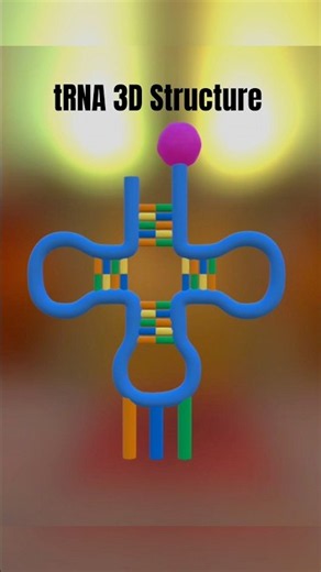 tRNA structure 3d animation #science #biology #shorts
