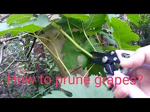 How to prune grape plant? backyard garden, Philippines