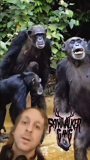 Chimpanzee Kills Gorilla – Shocking Video Reveals First Attacks in Gabon