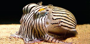 The Adorable and Poisonous, Striped Pyjama Squid