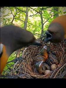 123K views · 2.7K reactions | #birdlife #wildlife #nature #animals | Wildlife Life Two | Facebook