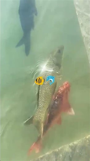 🐬🐠🐬🐬⚜️