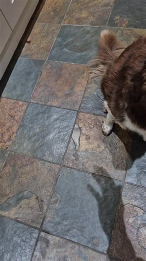 Fun Christmas Moments with Border Collie Dogs