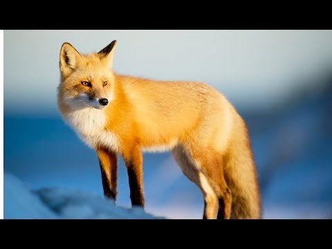 Fox Sounds: Real Wild Fox Calls for Education, Learning, and Calming Background