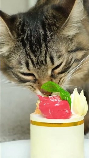 Your Cat Can't Taste Sweet Things