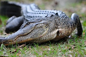 Florida Alligators: What You Need To Know