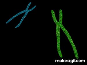 Crossing-over on Make a GIF