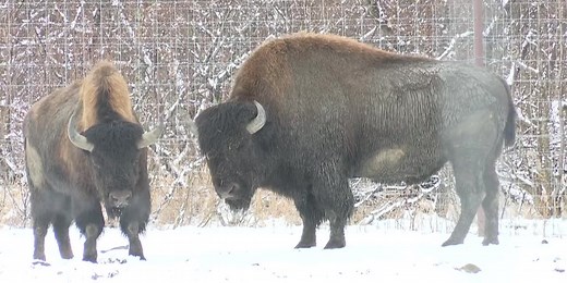 The effort to reintroduce wood bison to Southwest Alaska is growing — literally