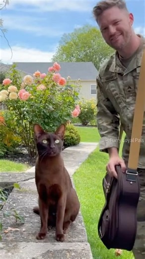 😺 🐈‍⬛ Rare Havana Brown Cat screams with joy! #cat