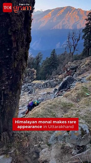 #FromTheGram | Rare visuals showing the Himalayan monal in its natural habitat in @Uttarakhand have gone viral, offering a glimpse into the state’s diverse and lesser-seen wildlife. 📽️ @ishab_badhani__24 #Uttarakhand #HimalayanMonal #wildlife #viralvideo | The Times of India