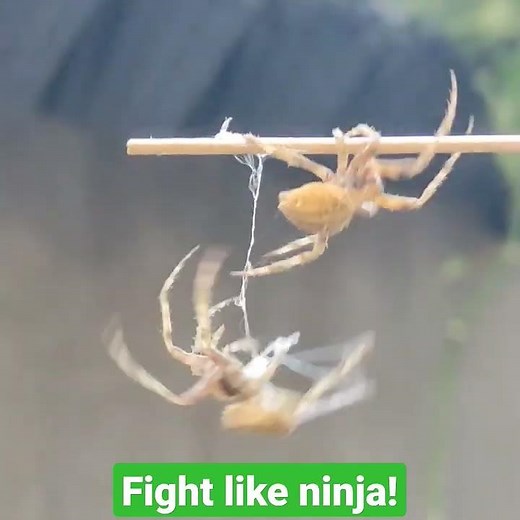 Philippine Spider Fights like Ninjas!!! ok