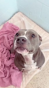 614K views · 10K reactions | Adopt or foster Bella-Trix, our sweet...
