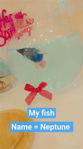 fighter fish. betta. Name Neptune