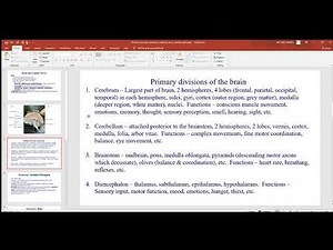 135 Brain overview, brainstem, midbrain, pons, medulla oblongata