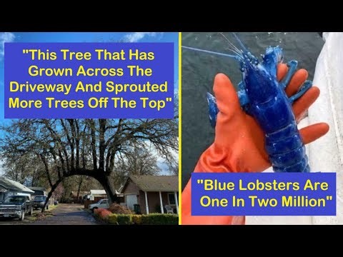 Interesting, People, And Events That Truly Amazed | Weird And Wonderful Things | Happy And Fun