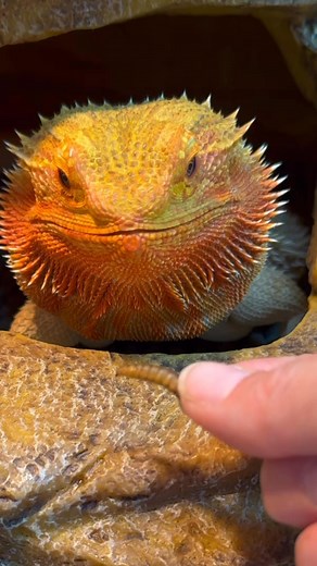 4.2K views · 122 reactions | Extra crispy, straight outta the bug bakery 缾✨ Who’s hungry for that crunch?#beardeddragonsofinstagram #reptilefeeding #crunchtime | Valerie Musser | Facebook