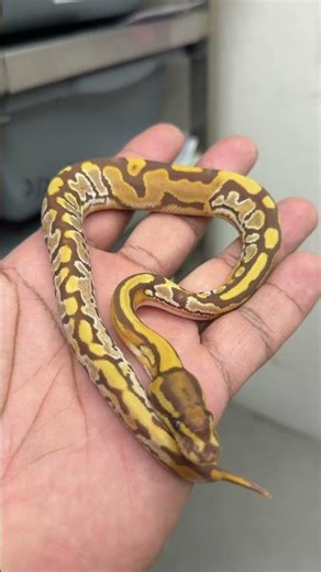 Insane Paradox Ultramel Ball Python #reptile #snake #pets #animals #viral #beautiful