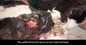 5.7K views · 496 reactions | *Warning* Video contains graphic images...