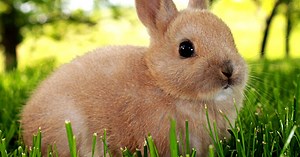 The Ultimate Guide to Dwarf Rabbit Care