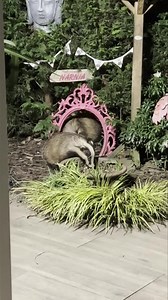 11K views · 3.7K reactions | Oh Eck I think we need a bigger arch ❤️ Little Nutmeg plus Faith and Willow  | Mr Lumpy & Friends. | Facebook