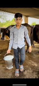 21K views · 1.1K reactions | sabar buffalo farm Bhavnagar Gujrat | Sabar Buffalo Farm | Facebook