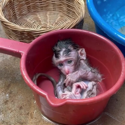 How to Safely Bathe a Small Monkey