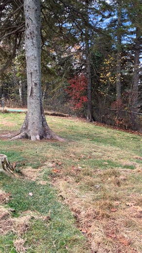 Puppies first outside adventure. Part 1 | Fundy Coast Shelties