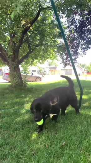 Dogs and insects🤣🐶🐾#usa🇺🇸 #funnyanimals#funnypets#animals #dogvideos