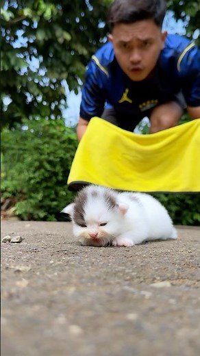 Cute kitten takes a shower for the first time #catvideos #cat #kitten #rescuecat