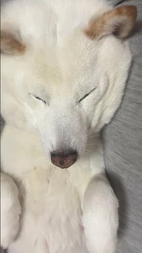 寝ている犬と陰キャ転生