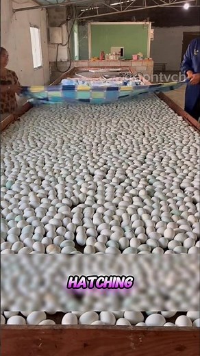 The Secret Behind Every Perfect Hatch