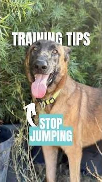 How to Stop Your Dog From Jumping on People