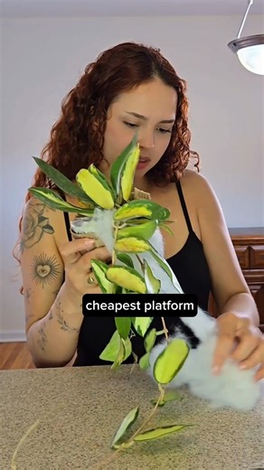 Rare plants, unique crafts & more! Shop live with trusted plant experts on Palmstreet's video shopping app What hidden gems will you discover? | Palmstreet App