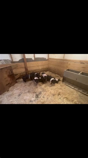 17 reactions | May/June Fair pigs | Wireman Show Pigs | Facebook