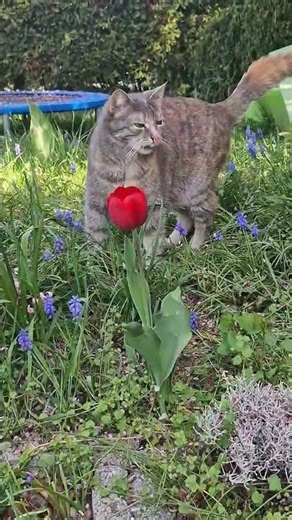 Kasja stoppt beim Tulpen 🌷🐱Kasja stops by the tulip