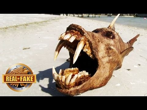 6 Mystery OCEAN MONSTERS Explained - real or fake.