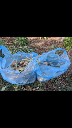 The 4B Farms Kamiah Idaho gardening season was very successful this year. Enjoy some of the photos from the season. 😊🙏👩‍🌾🧑‍🌾 | 4B Farms Kamiah, Idaho & Papa Larry's Workshop