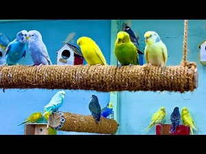 beautiful birda cage & beautiful setup Full video