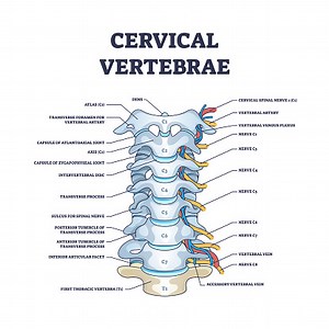 Cervical vertebrae with bones detailed and labeled structure outline...